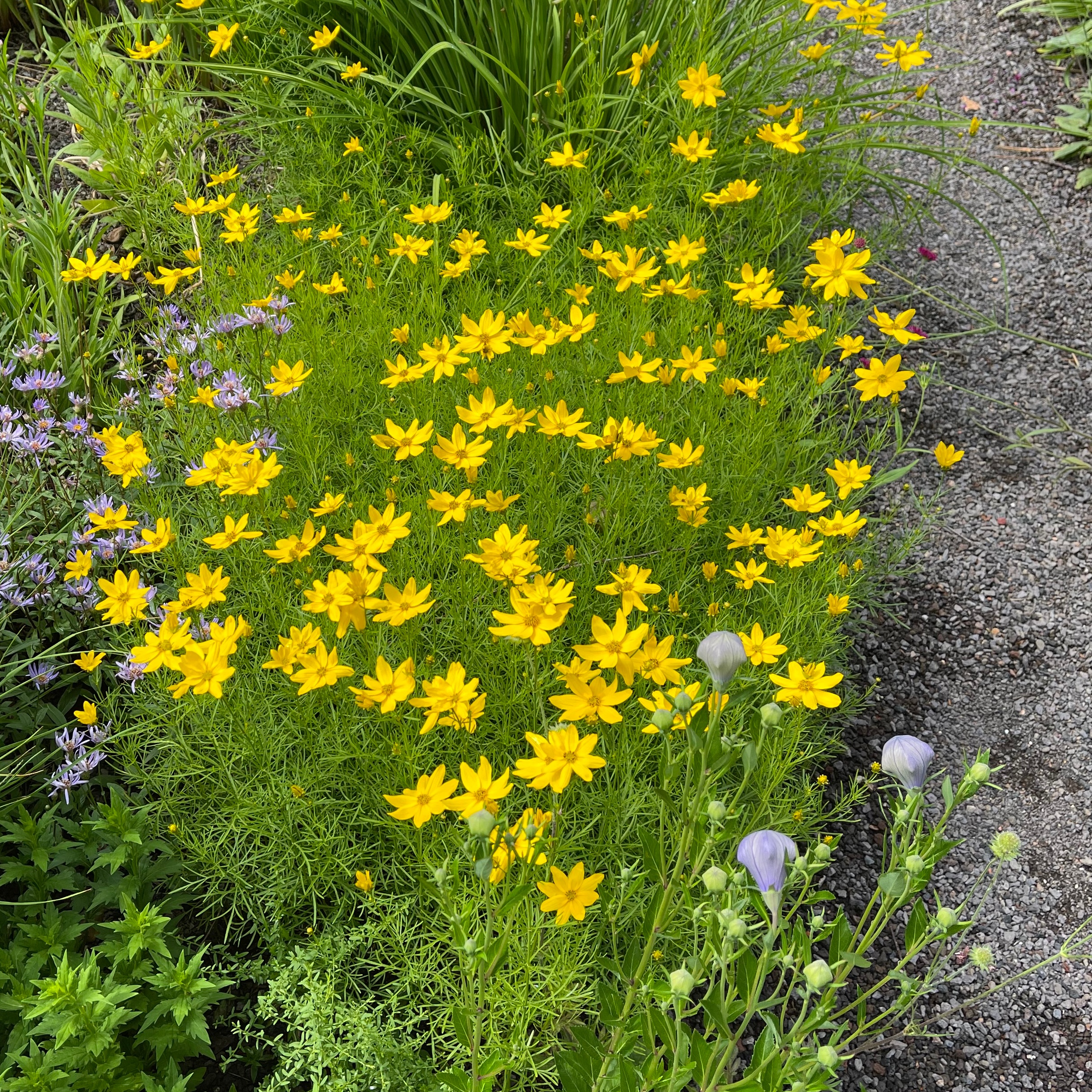 Coreopsis verticillata 'Grandiflora' – Bild 3