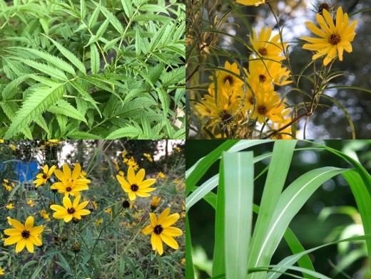 Pflanzpaket: Dschungelfieber