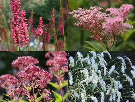 Pflanzpaket: Endless Violett