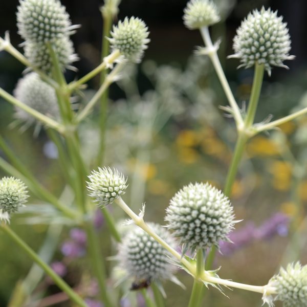 Eryngium yuccifolium