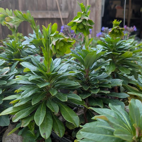 Euphorbia amygdaloides ssp. robbiae