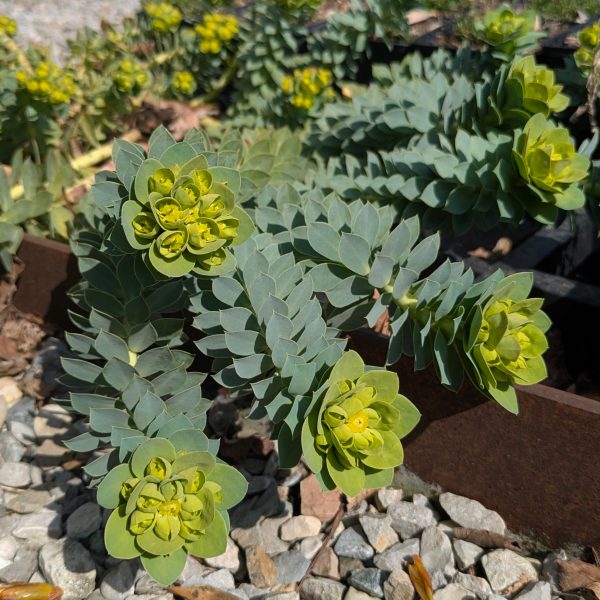 Euphorbia myrsinites