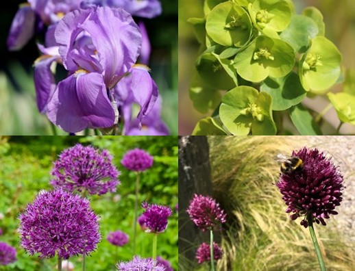 Pflanzpaket: Frühsommer-Feuerwerk