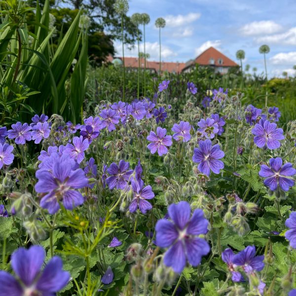 Geranium Renardii-Hybr. 'Terre Franche'