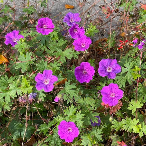 Geranium Sanguineum-Hybr. 'Tiny Monster'