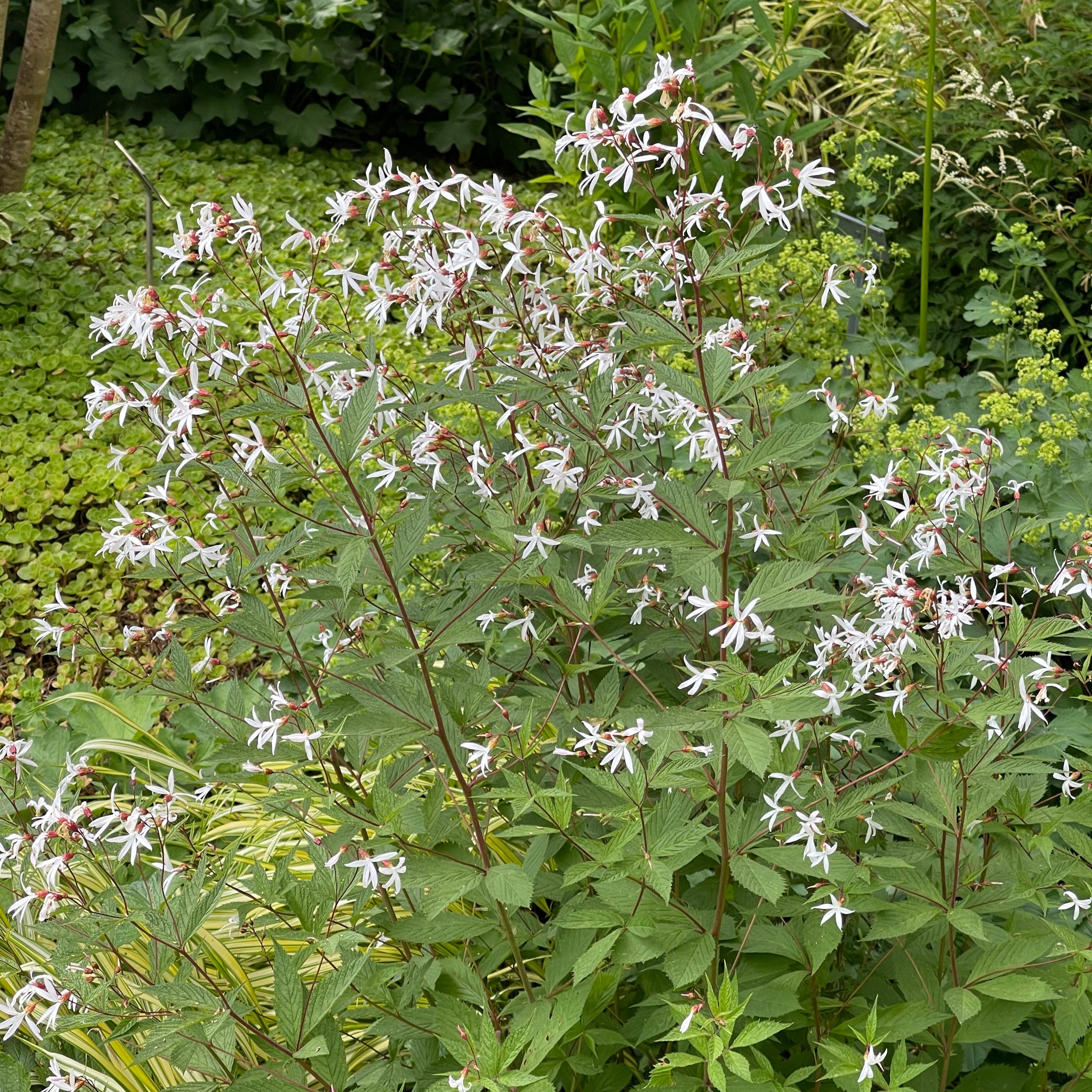 Gillenia trifoliata