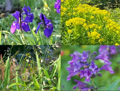 Pflanzpaket: Gute-Laune-Beet