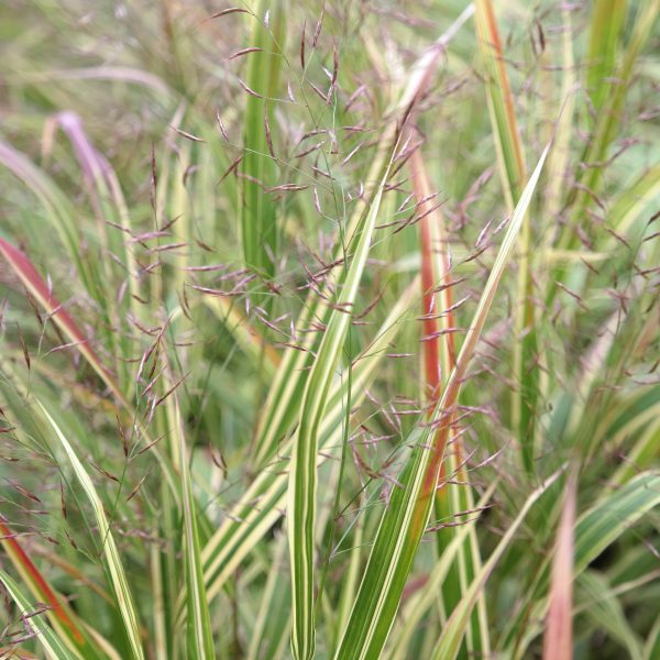 Hakonechloa macra 'Albostriata'