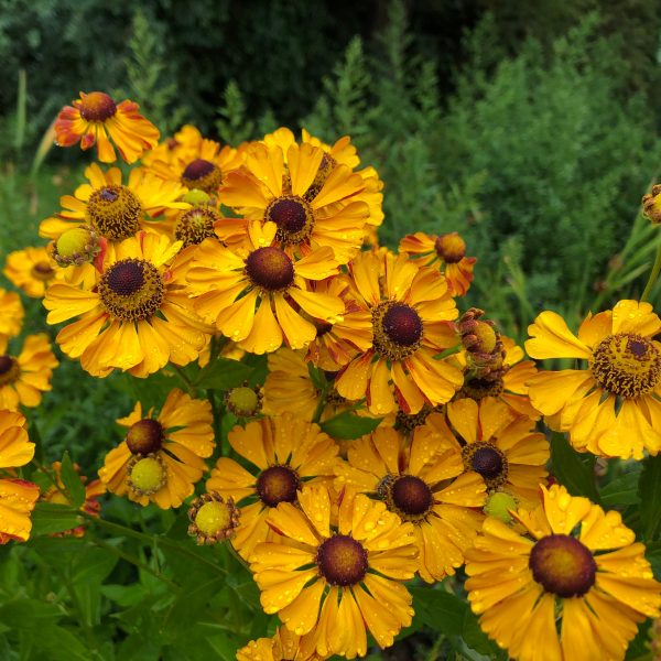 Helenium 'Rauchtopas'