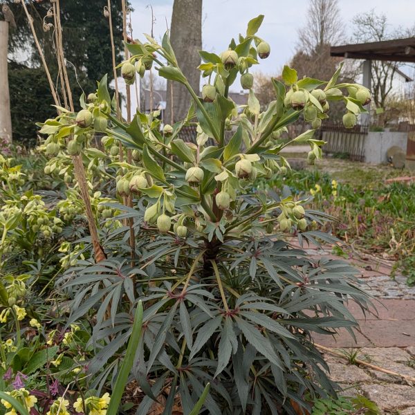 Helleborus foetidus