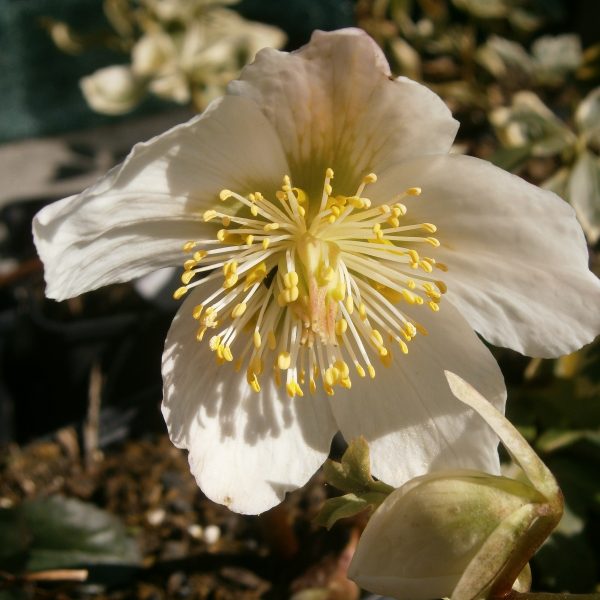 Helleborus niger