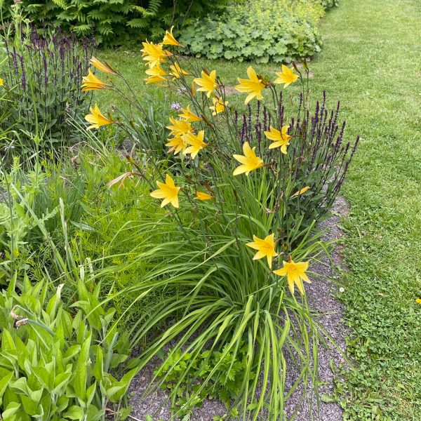 Hemerocallis 'Corky'