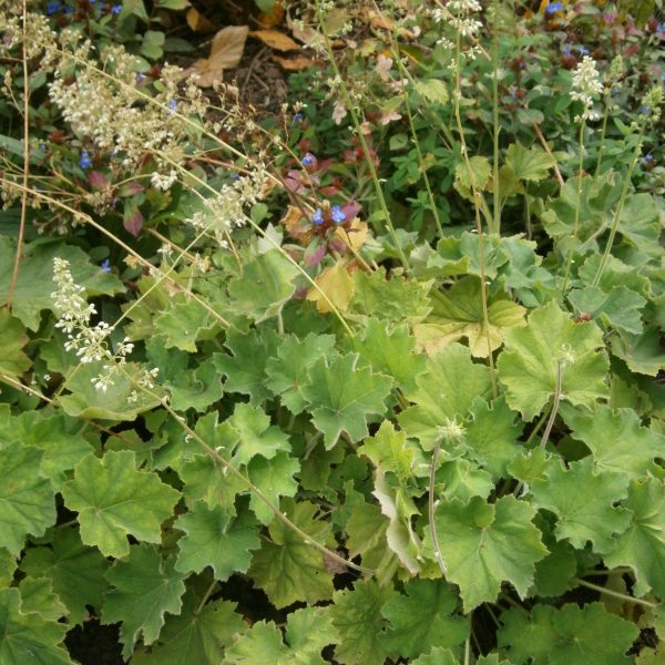 Heuchera villosa var. macrorrhiza