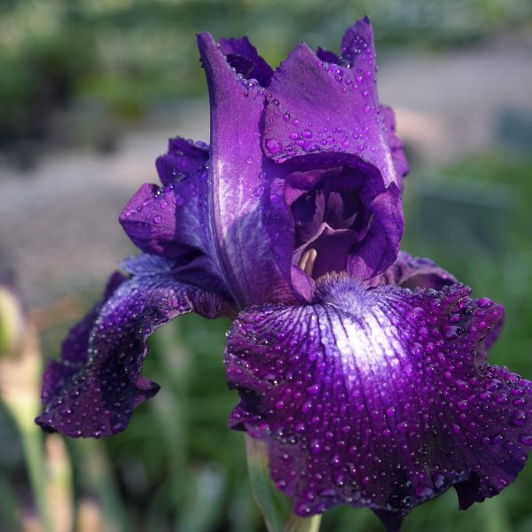Iris barbata-elatior 'Winners Circle'