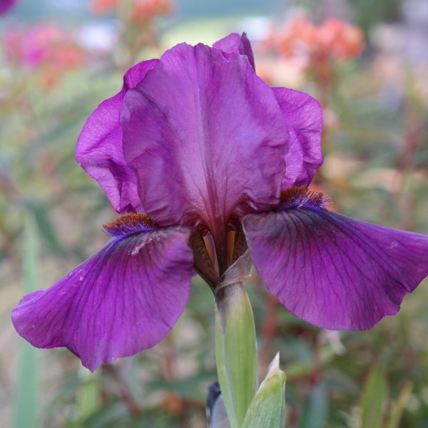 Iris barbata-media 'Vamp'