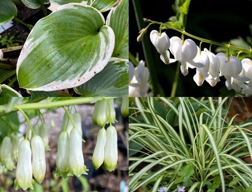 Pflanzpaket: Licht im Schatten