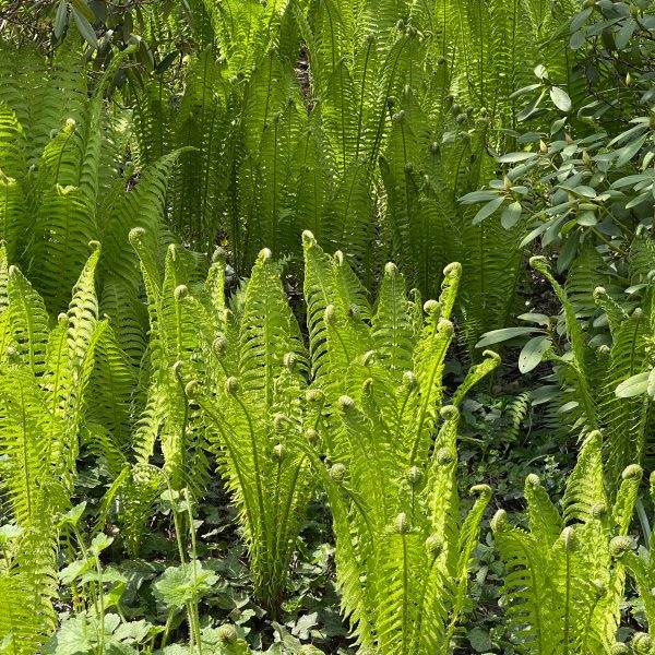 Matteuccia struthiopteris