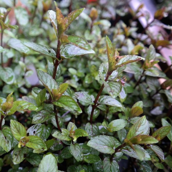 Mentha x piperita 'Schoko'