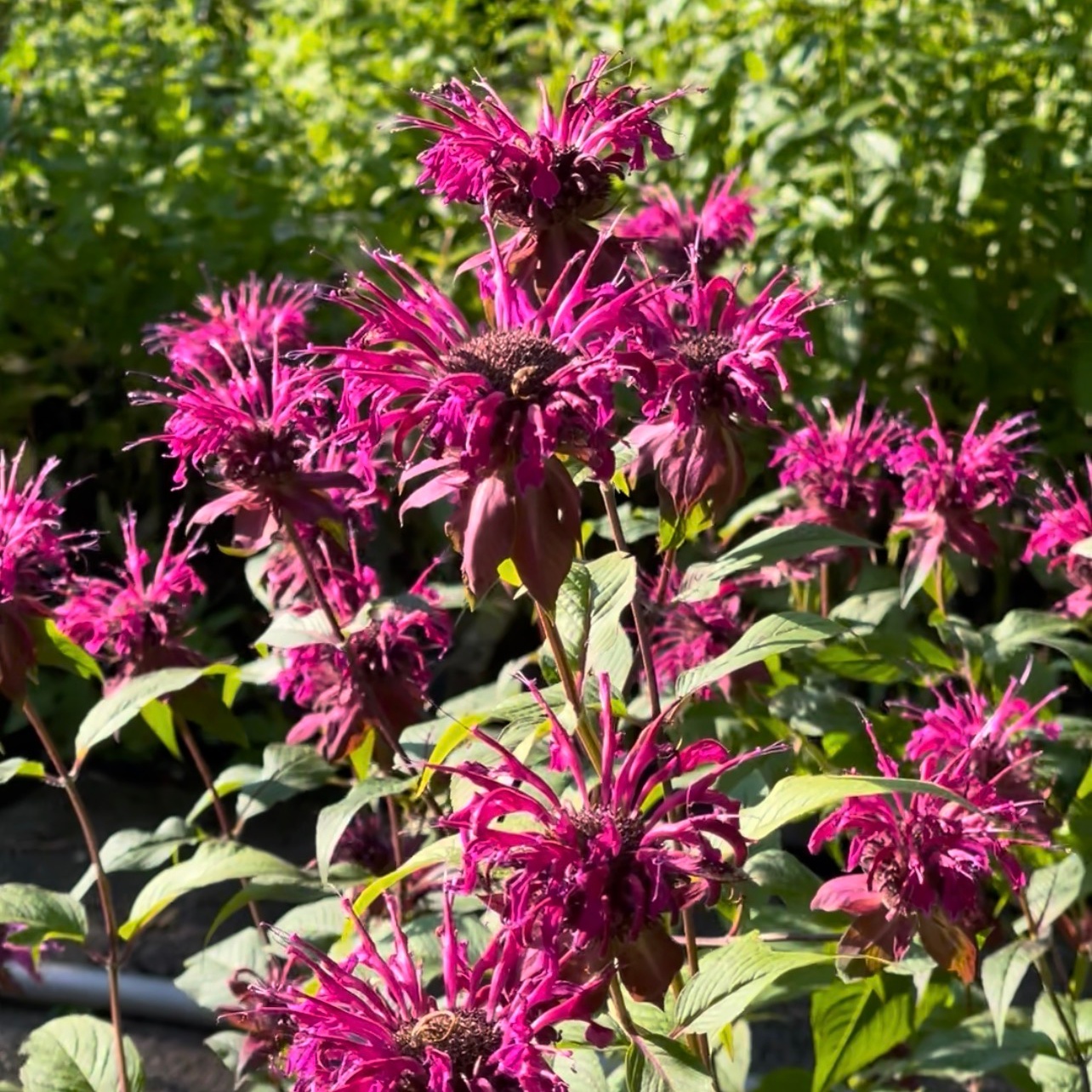 Monarda Fistulosa-Hybr. 'On Parade'