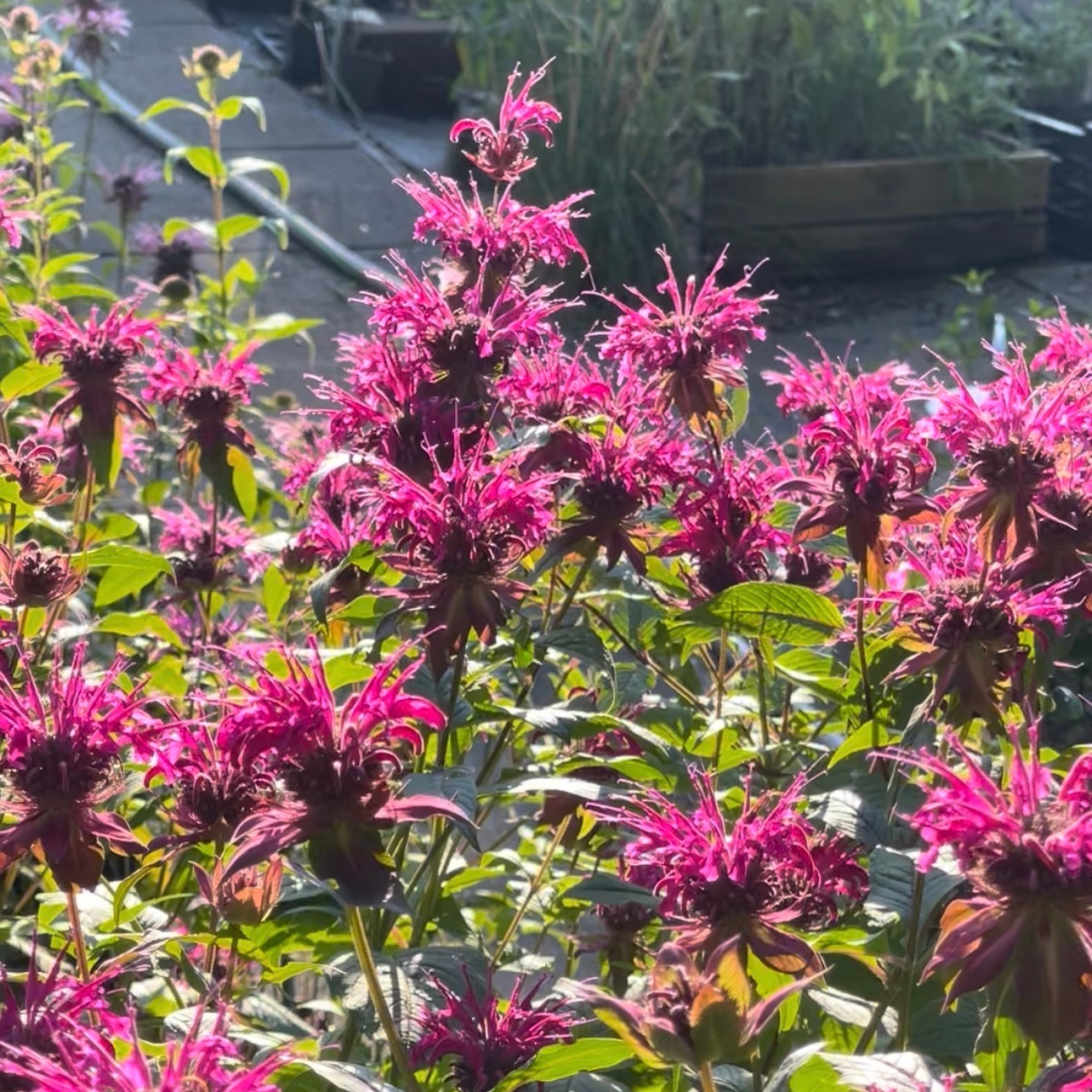 Monarda Fistulosa-Hybr. 'On Parade' – Bild 3