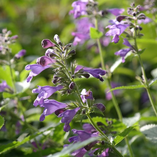 Nepeta Hybr. 'Weinheim Big Blue'