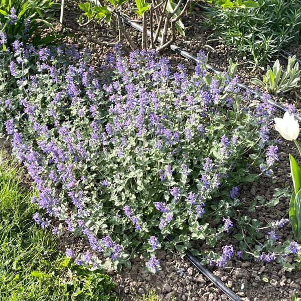 Nepeta racemosa 'Superba'