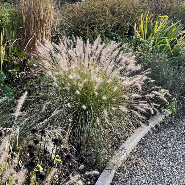 Pennisetum alopecuroides 'Hameln'