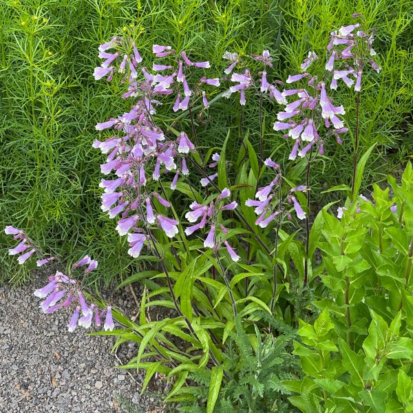 Penstemon hirsutus
