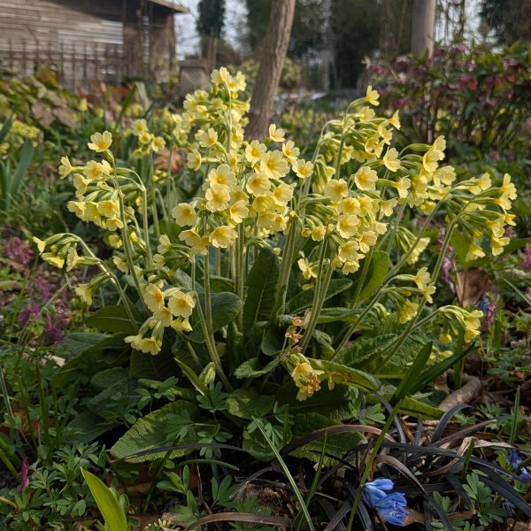Primula elatior