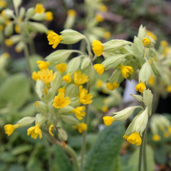 Primula veris