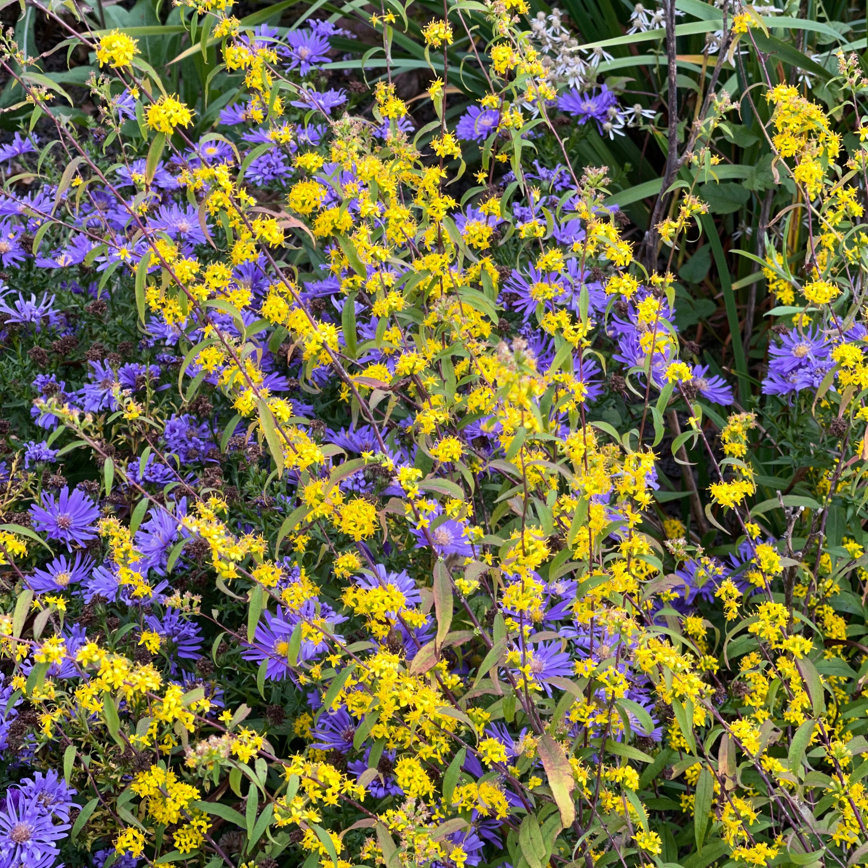 Solidago caesia