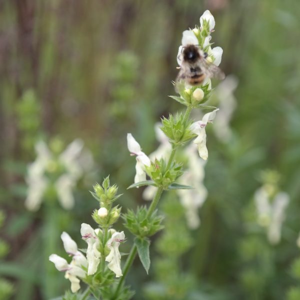 Stachys recta