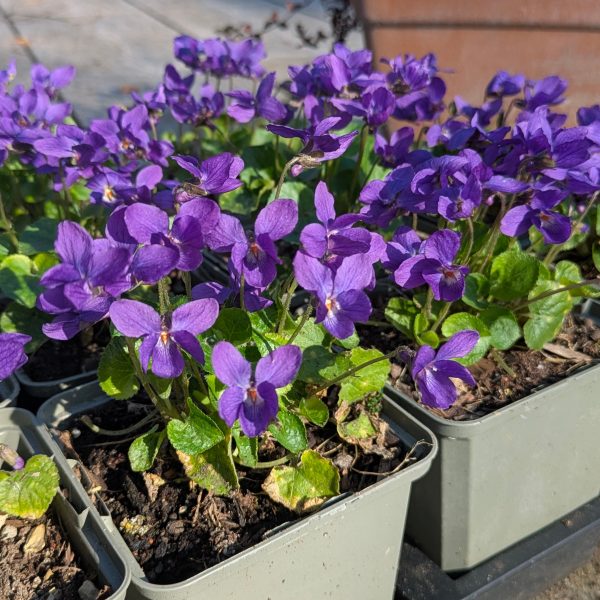 Viola odorata 'Königin Charlotte'