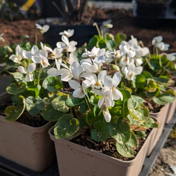 Viola odorata 'Royal Wedding'