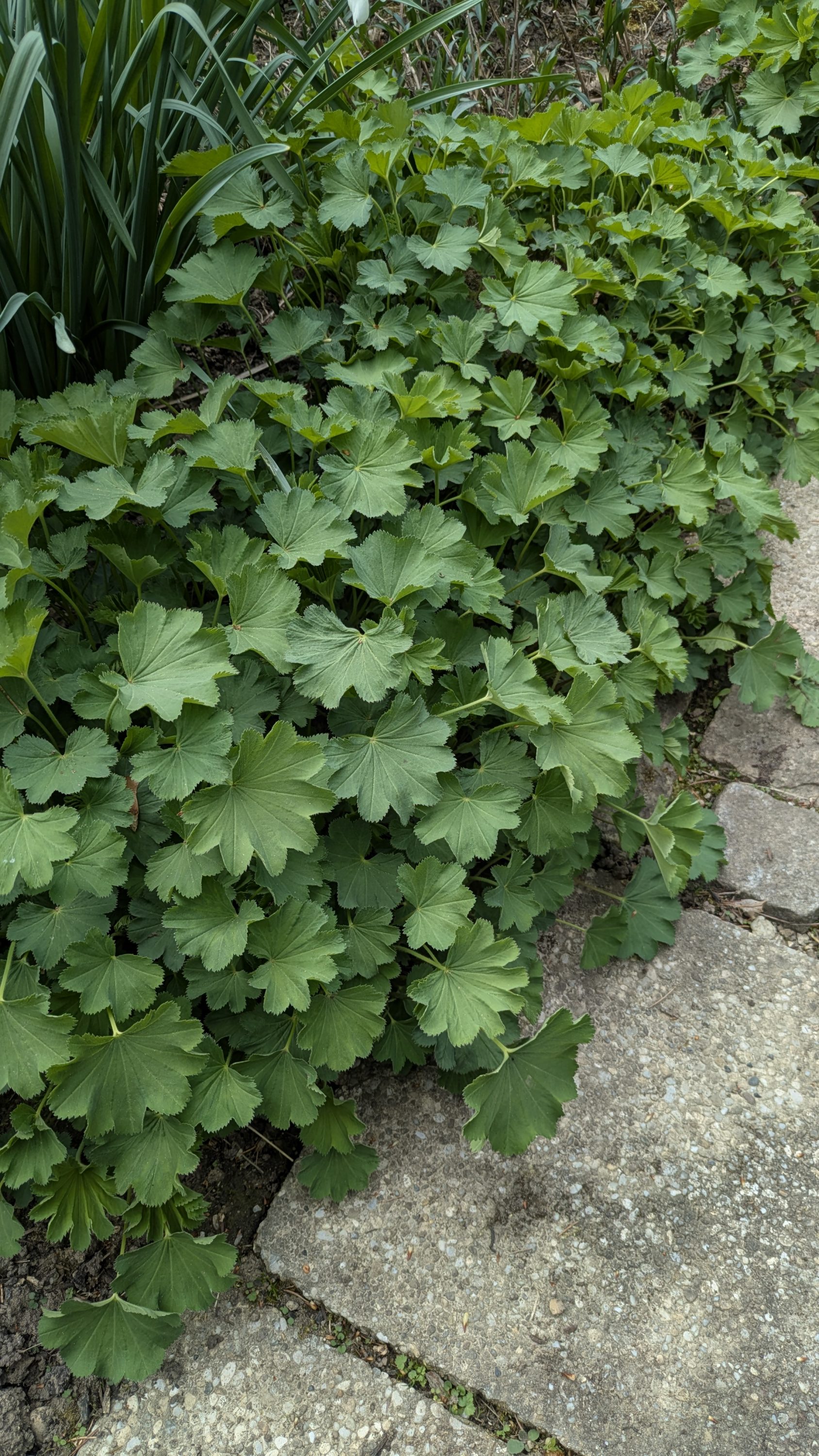 Alchemilla epipsila