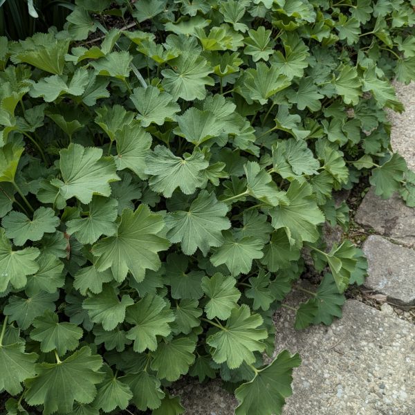 Alchemilla epipsila