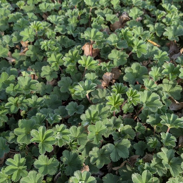Alchemilla erythropoda
