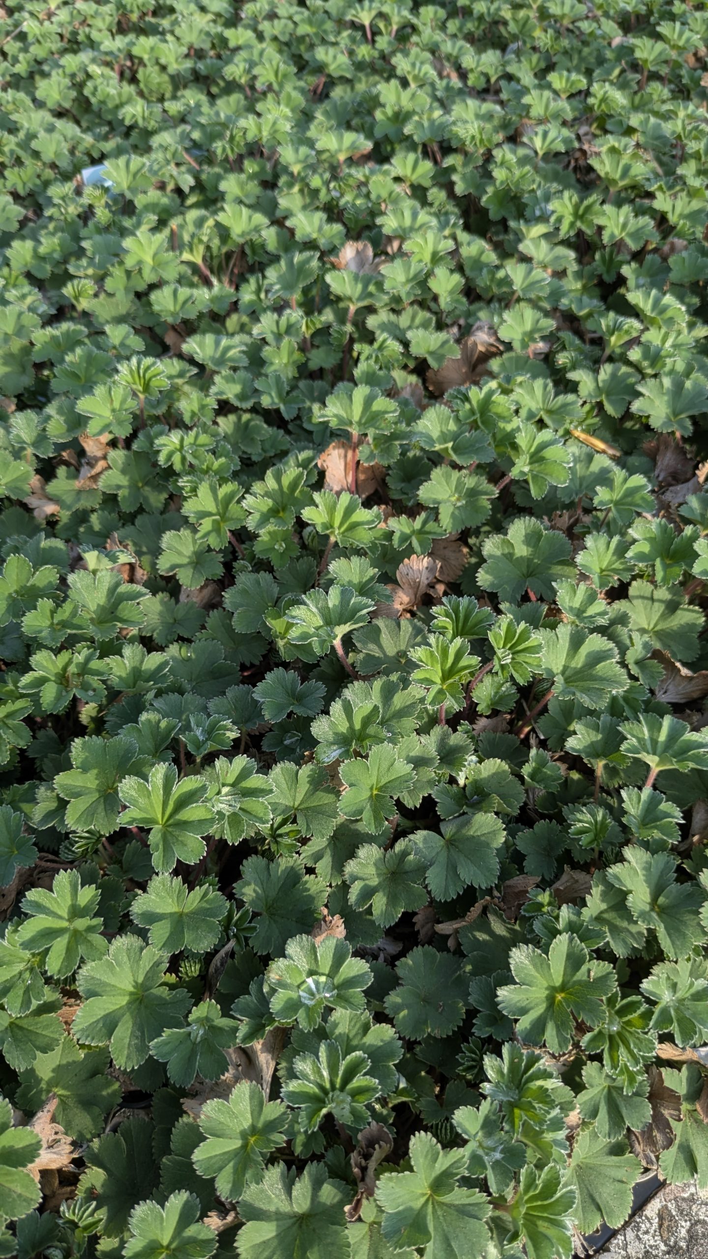 Alchemilla erythropoda