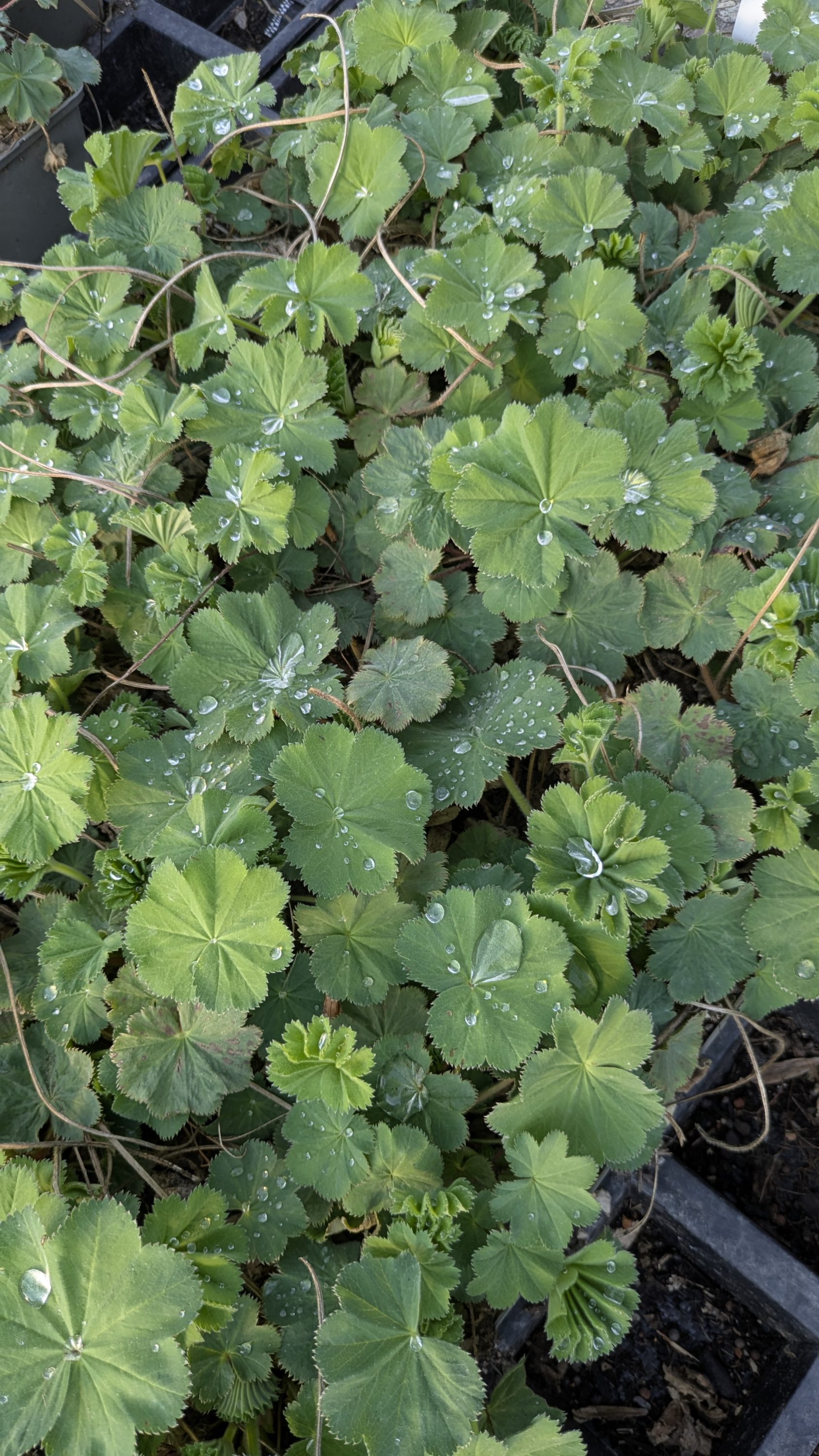 Alchemilla mollis