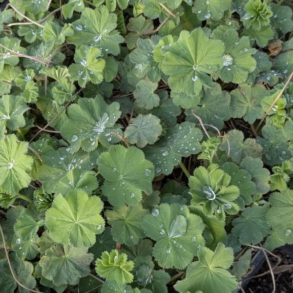 Alchemilla mollis