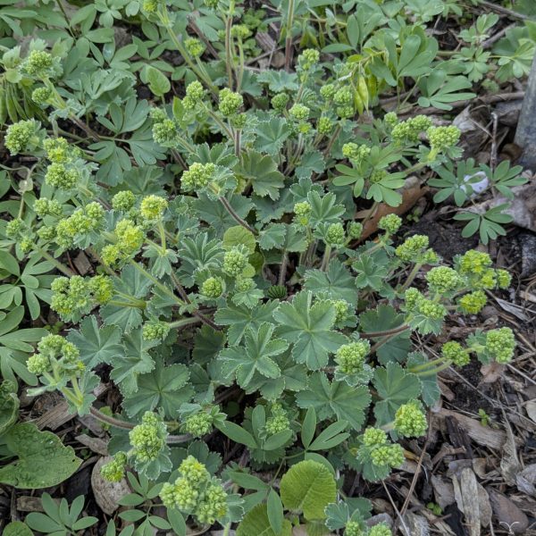 Alchemilla taurica 'Gümüshane'