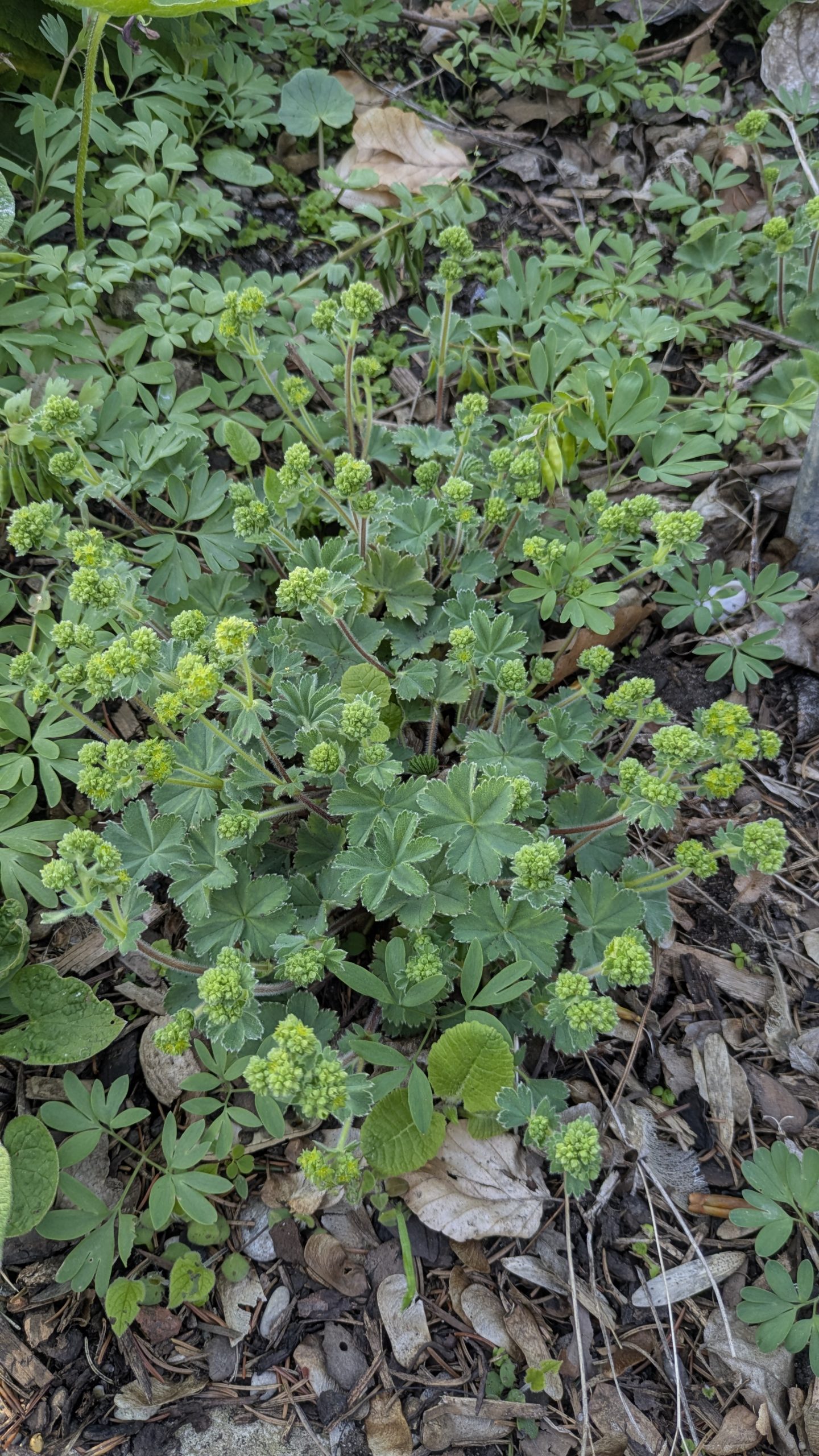 Alchemilla taurica 'Gümüshane'
