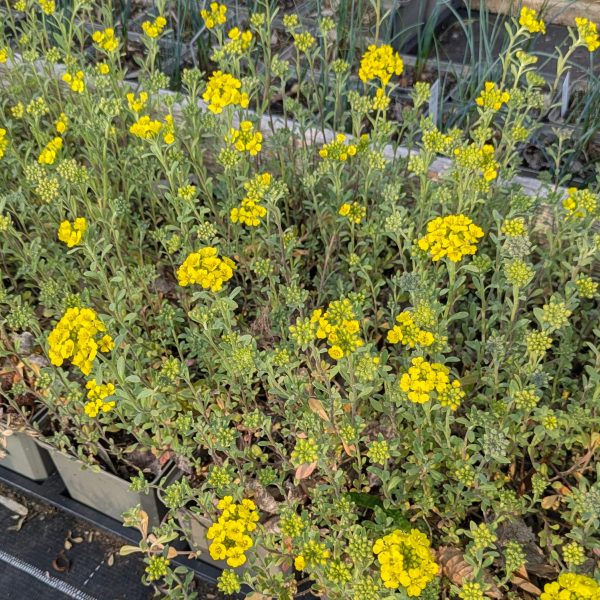 Alyssum montanum 'Berggold'