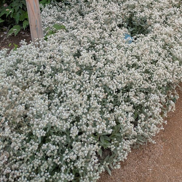 Anaphalis triplinervis 'Silberregen'