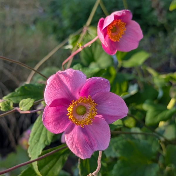 Anemone hupehensis 'Praecox'