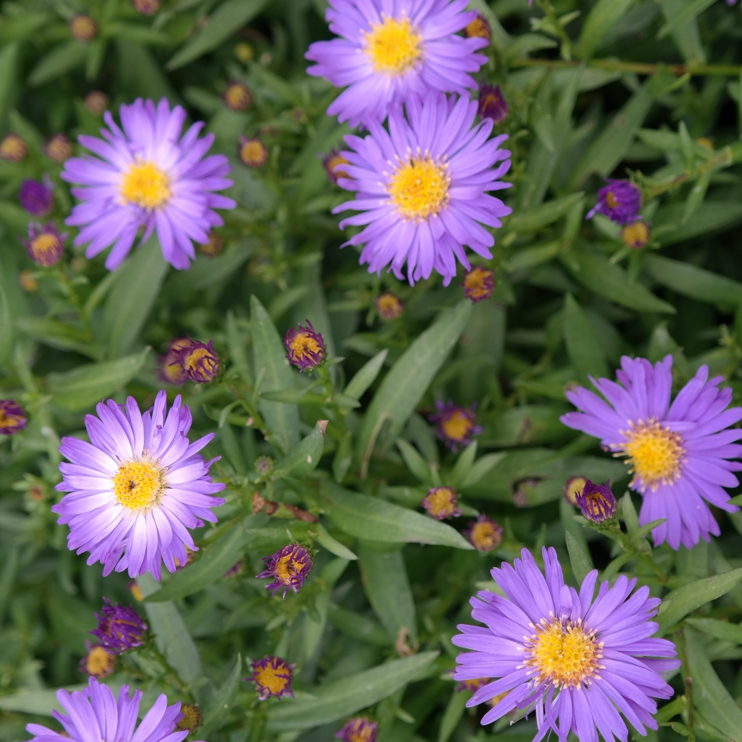 Aster dumosus 'Blauer Gletscher'