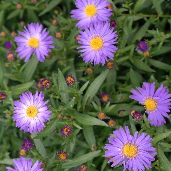 Aster dumosus 'Blauer Gletscher'