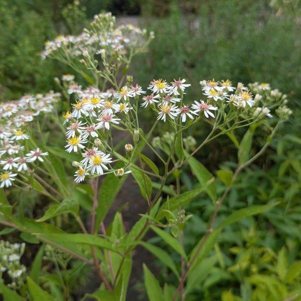 Aster glehnii 'Agleni'