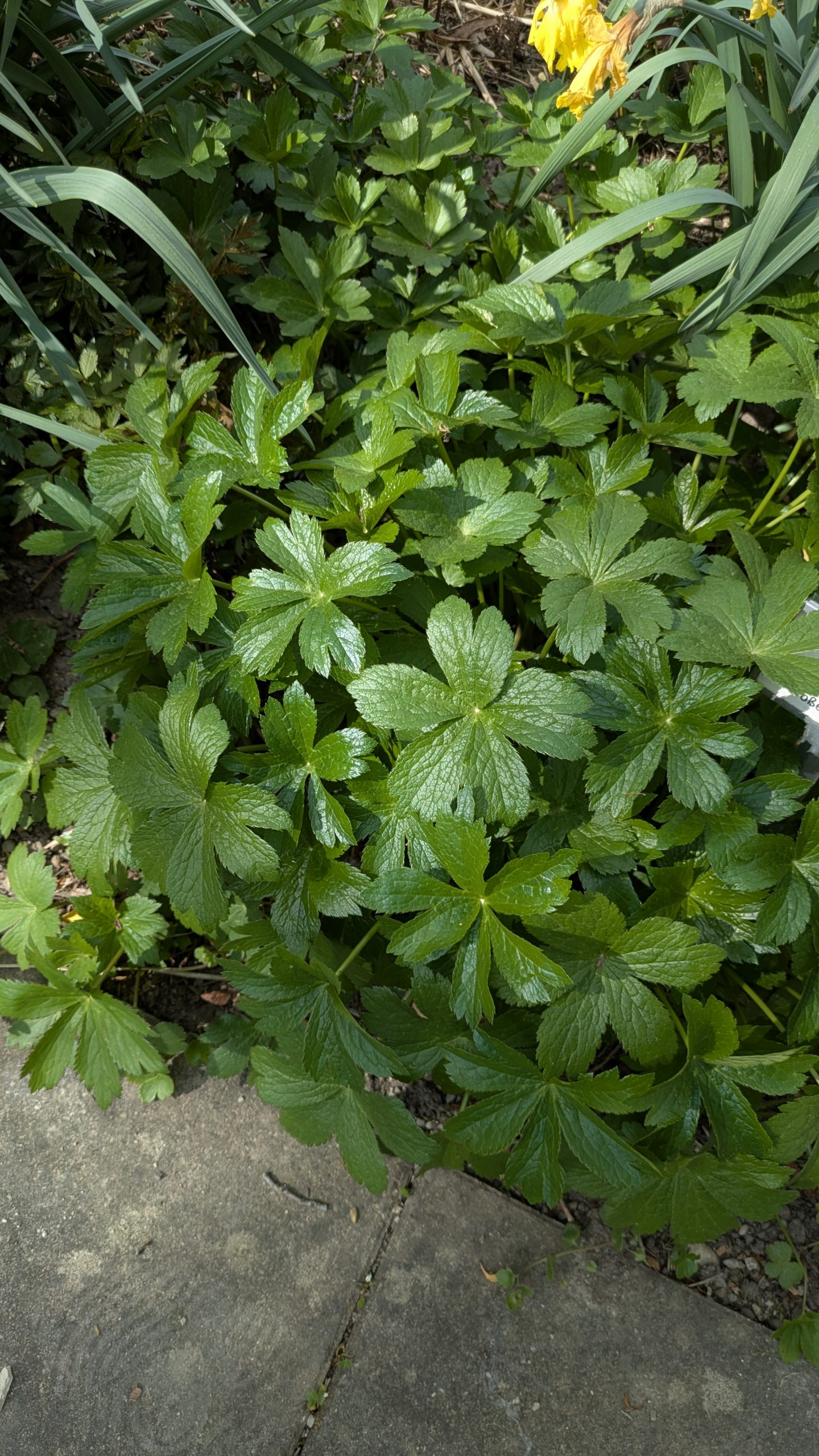 Astrantia major 'Roma' ® – Bild 2