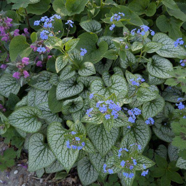Brunnera macrophylla 'Jack Frost' ®